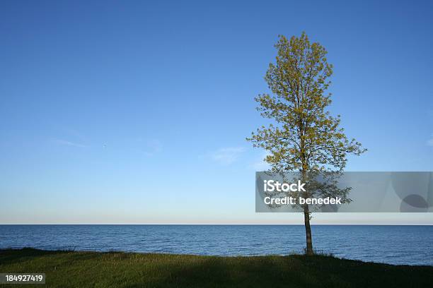 Baum Stockfoto und mehr Bilder von Baum - Baum, Blau, Eleganz