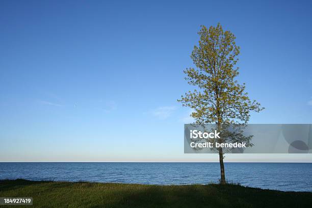 Tree - zdjęcia stockowe i więcej obrazów Ameryka Północna - Ameryka Północna, Bez ludzi, Bezchmurne niebo
