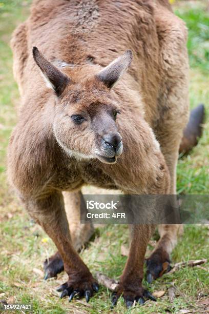 Große Männliche Känguru In Wildlife Xxxl Stockfoto und mehr Bilder von Australien - Australien, Bildkomposition und Technik, Blick in die Kamera