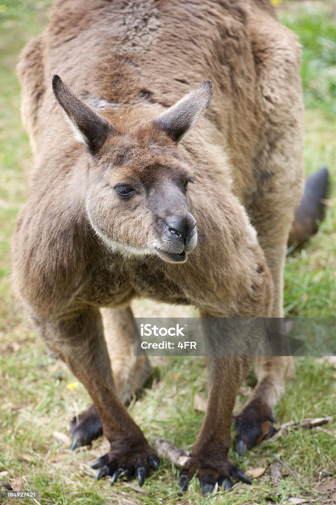 Grand mâle kangourou en vie sauvage (XXXL - Photo de Animal mâle libre de droits