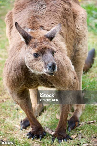 Photo libre de droit de Grand Mâle Kangourou En Vie Sauvage Xxxl banque d'images et plus d'images libres de droit de Animal mâle - Animal mâle, Animaux à l'état sauvage, Australie