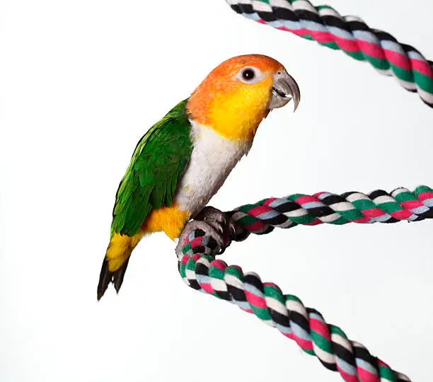White Bellied Caique sitting on a colorful rope
