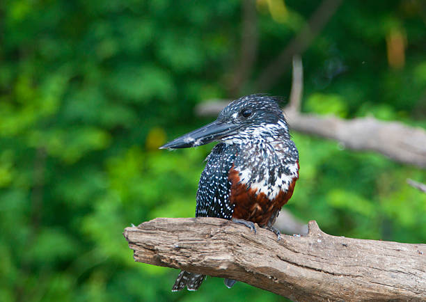 A spotted giant kingfisher rests on a branch amid the lush greenery of Zambia's Kafue National Park, showcasing its striking plumage.