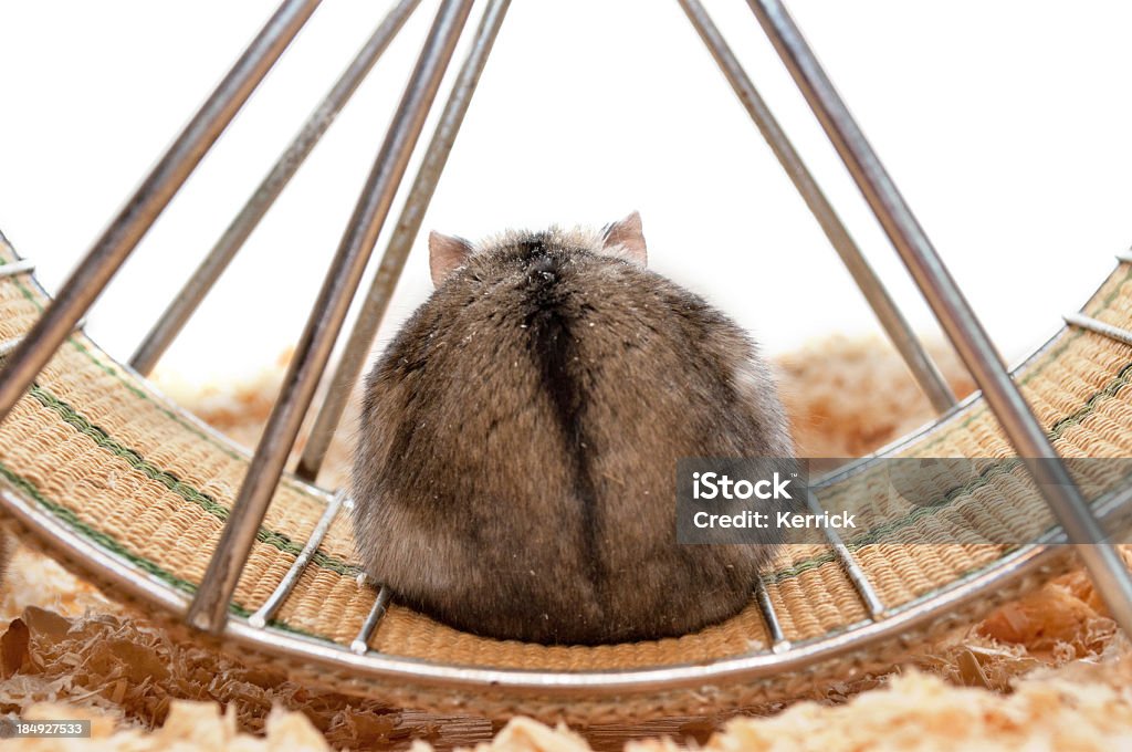 Anão Hamster - Foto de stock de Roda para Hamster royalty-free