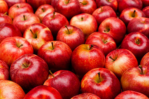 Close-up of red royal gala apples Royal Gala apples in a pile.  All of the apples are red with a slight yellow hue to them.  Several apples sit at an angle or on their side, while others sit perfectly straight.  There almost forty apples in view. apple fruit stock pictures, royalty-free photos & images