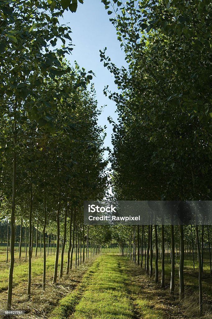 Filas de árboles jóvenes - Foto de stock de Agricultura libre de derechos