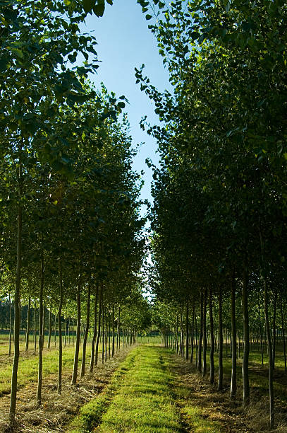 linhas de árvores jovens - planting tree poplar tree forest imagens e fotografias de stock