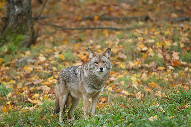 istock Coyote in Autumn 184927948