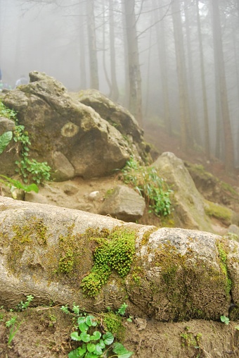 The moss-covered rocks in a forest landscape shrouded in a thick foggy mist