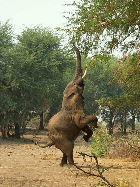 Elefante - foto de stock