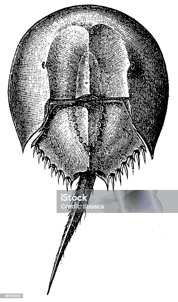 Atlantic Horseshoe Crab (Limulus Polyphemus) Crab stock illustration