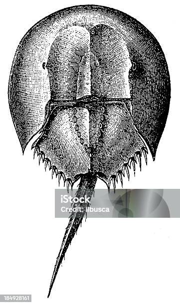 Atlantic Horseshoe Crab Stock Illustration - Download Image Now - Crab, Horseshoe, Horseshoe Crab