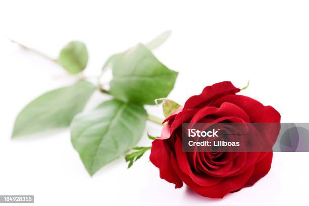 Rosa Aislado Rojo Foto de stock y más banco de imágenes de Celebración - Acontecimiento - Celebración - Acontecimiento, Color - Tipo de imagen, Día de San Valentín - Festivo