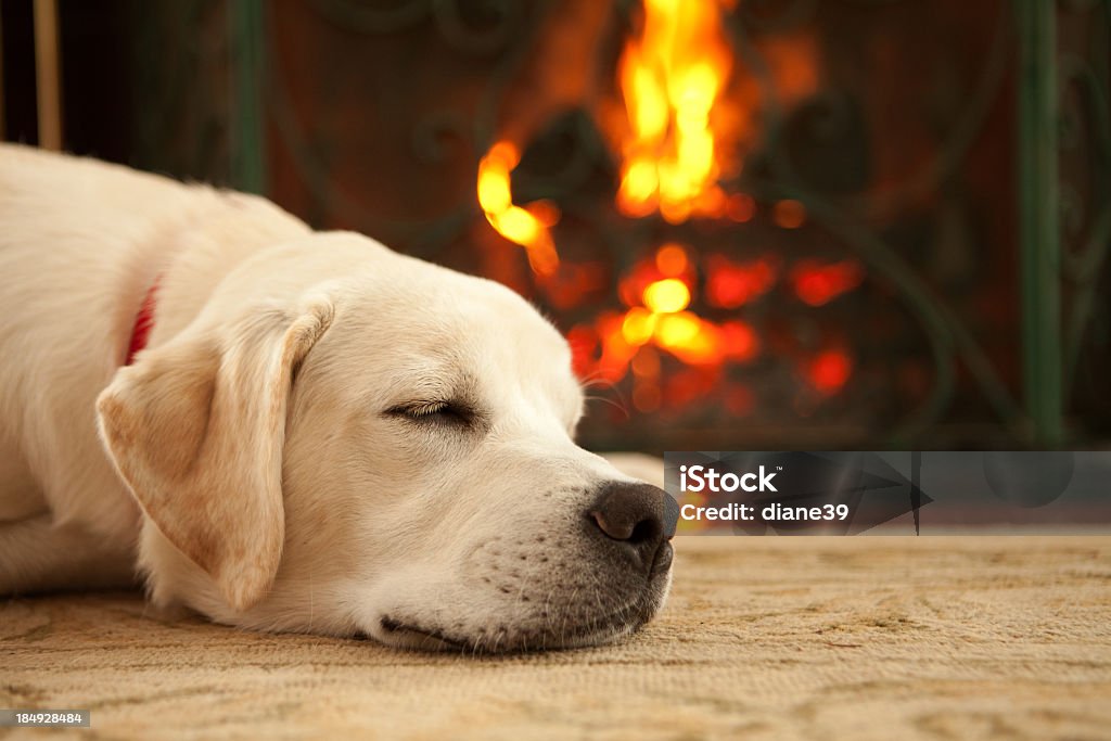 Cucciolo dorme accanto al caminetto - Foto stock royalty-free di Cane