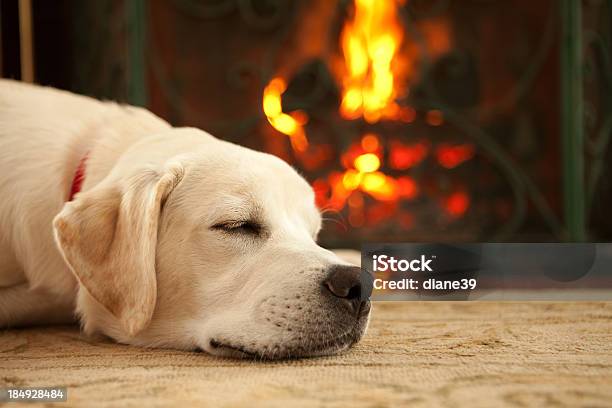 Cucciolo Dorme Accanto Al Caminetto - Fotografie stock e altre immagini di Cane - Cane, Camino, Fuoco