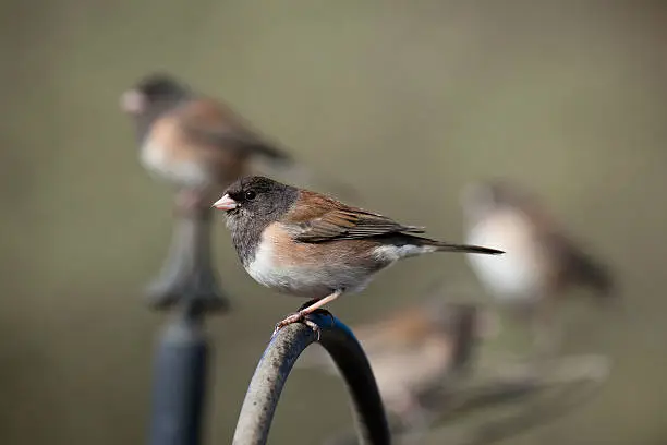 Junco hyemalis - Dark-eyed (Oregon) Juncos perching near a bird feeder See Also: