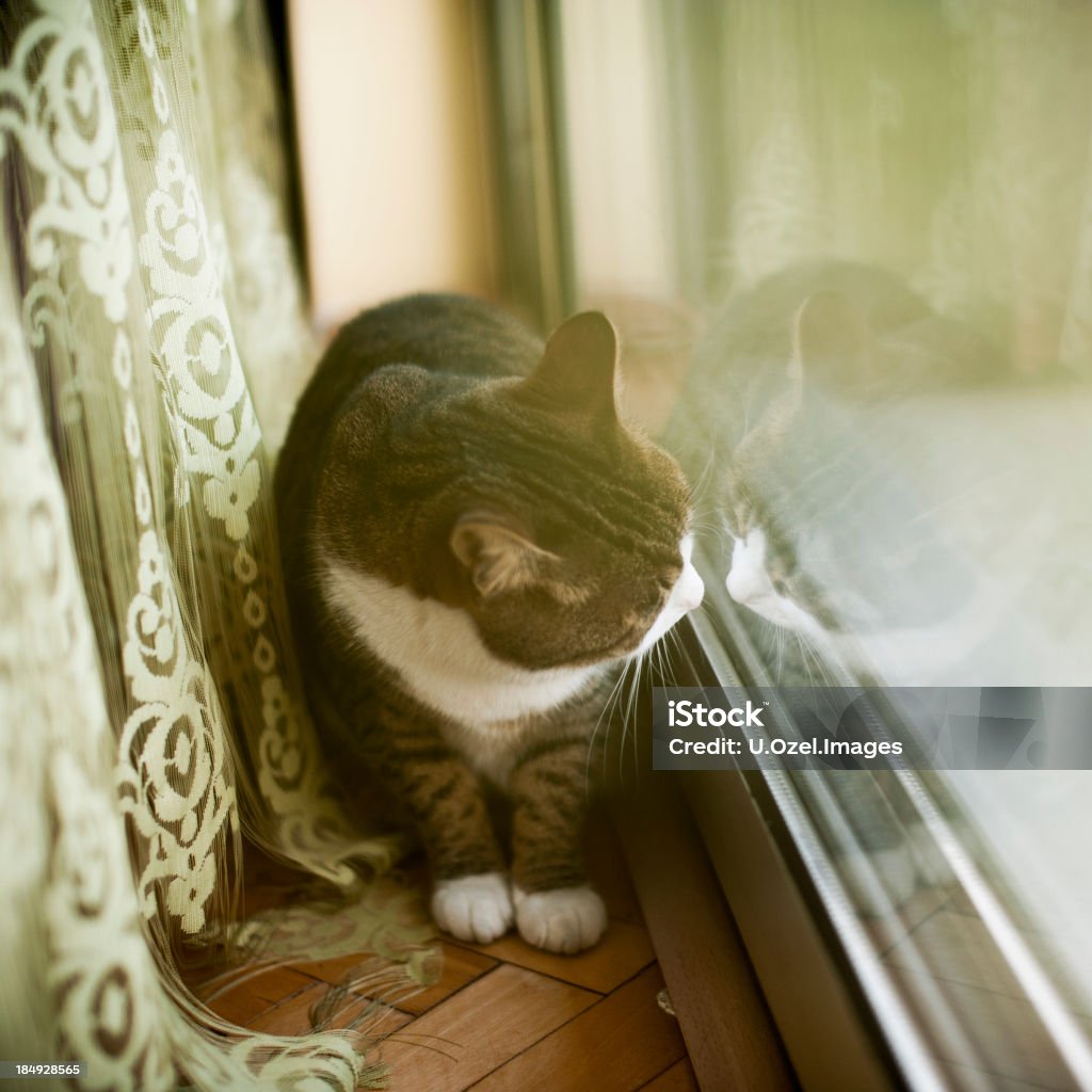 La maison chat - Photo de Animaux de compagnie libre de droits