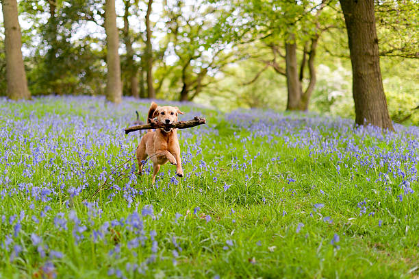 the joys of spring happy dog amid the bluebells in springtime england dog retrieving running playing stock pictures, royalty-free photos & images