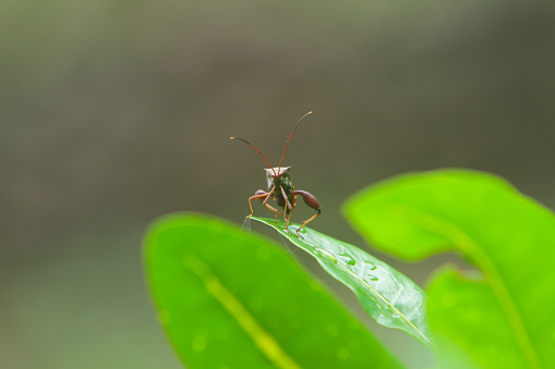 portrait of an insect perched on a leaf