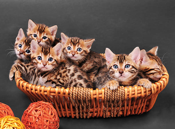 Bengal kittens in a basket Bengal kittens in wicker basket. Studio shot on gray background bengal cat purebred cat photos stock pictures, royalty-free photos & images
