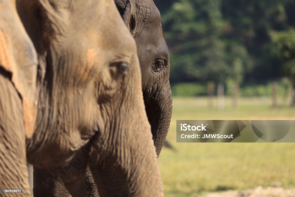 Mamma e bambino - Foto stock royalty-free di Elefante