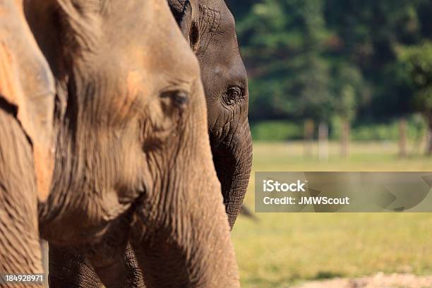 Mamma E Bambino - Fotografie stock e altre immagini di Elefante - Elefante, Close-up, Dipendenza