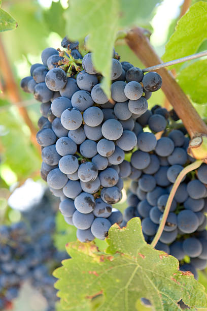 Wine Vineyard Grapes stock photo