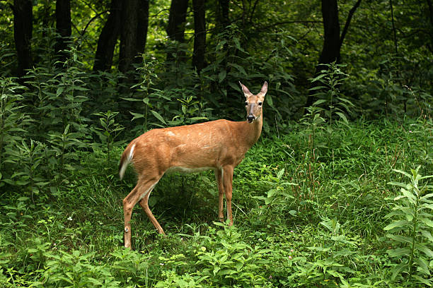 istock Deer along Skyline drive, Shenandoah national park 184929225