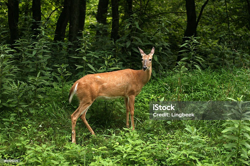 Veado ao Skyline drive, Parque Nacional de Shenandoah - Royalty-free Animal Foto de stock