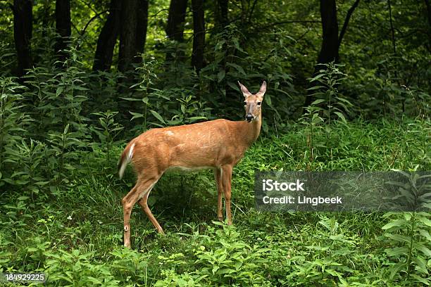 Veado Ao Skyline Drive Parque Nacional De Shenandoah - Fotografias de stock e mais imagens de Animal