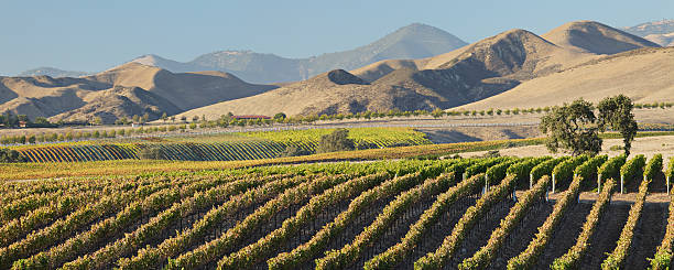 wine country malerischen - vineyard in a row crop california stock-fotos und bilder