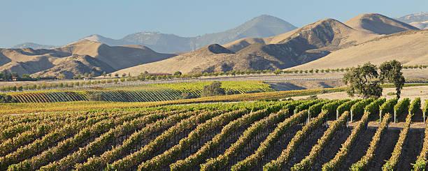 vinho país paisagem - vineyard in a row crop california imagens e fotografias de stock