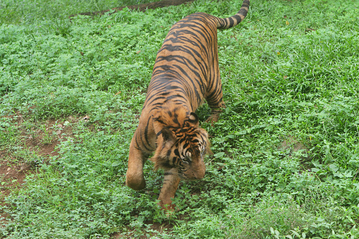 a Sumatran tiger hunting in the bush