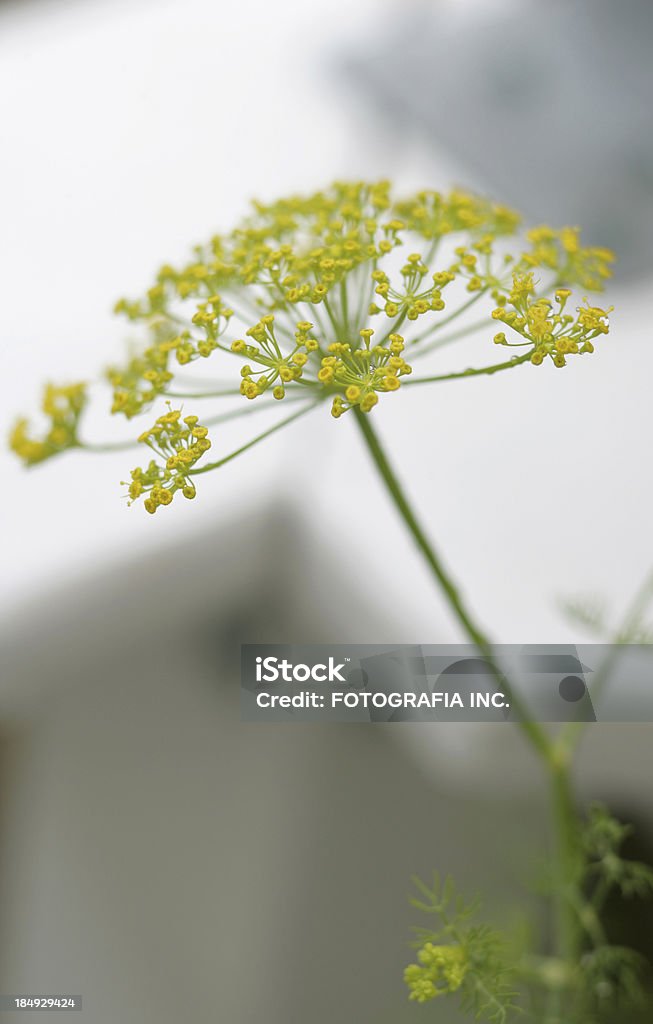 Dill Flower Macro Fresh Dill Flower Astrantia Stock Photo