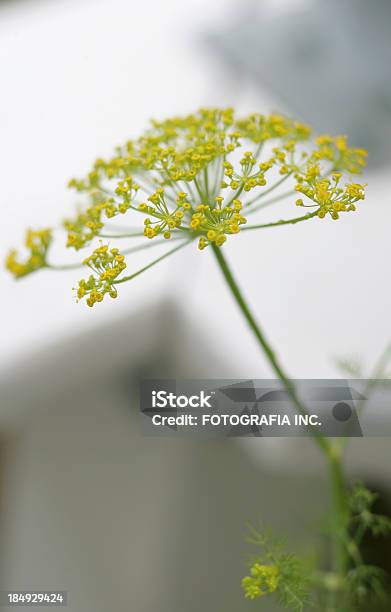 Dill Flower Macro Stock Photo - Download Image Now - Astrantia, Black Horehound, Crockery