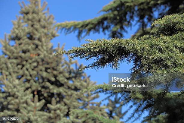 Christmas Tree Stock Photo - Download Image Now - Backgrounds, Beauty In Nature, Branch - Plant Part