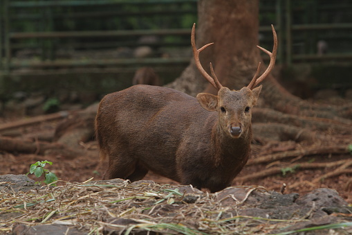 a Bawean deer watches from behind a rock