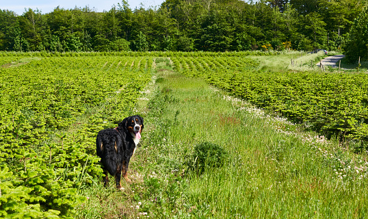 Rear view of Bernese Mountain Dog standing amidst fresh green plants in agricultural field on sunny day