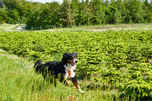 Playful Bernese Mountain Dog running amidst fresh green crops in agricultural field on sunny day