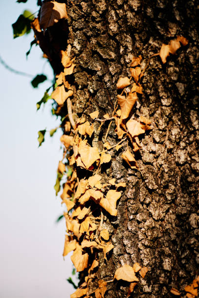 Ivy clings to a tree trunk amidst a forest where trees showcase early autumn hues and a soft mist envelops the landscape.