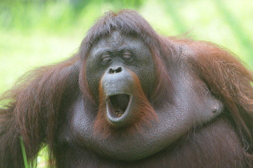 behavior of an orangutan in conservation