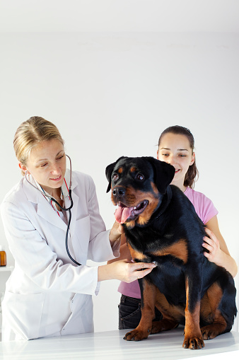 Female Veterinarian Doctor Doing An Medical Exam With Stethoscope of young female Rottweiler Dog, selective focus to doctor