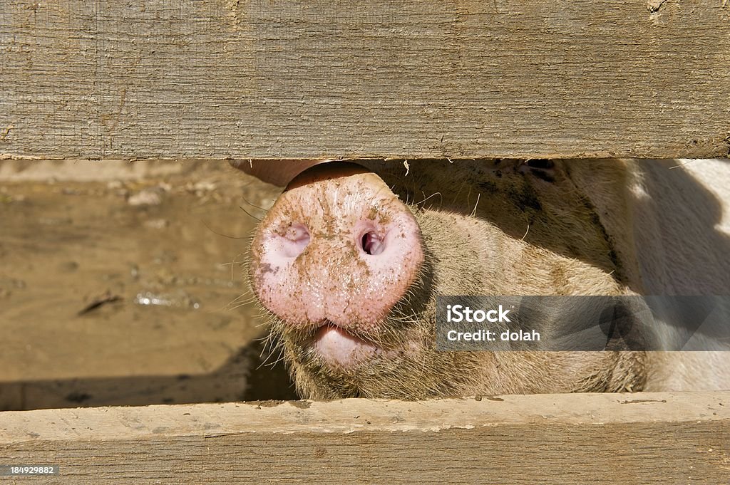 Nez de cochon - Photo de Agriculture libre de droits