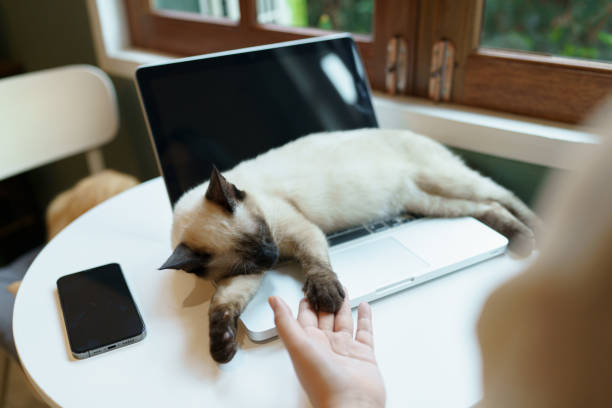 istock woman working from home with cat. cat asleep on the laptop keyboard. assistant cat working at Laptop 1849299541