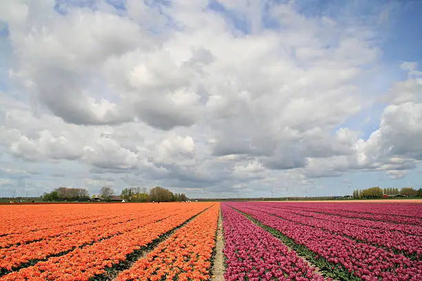 Dutch landscape in springtime