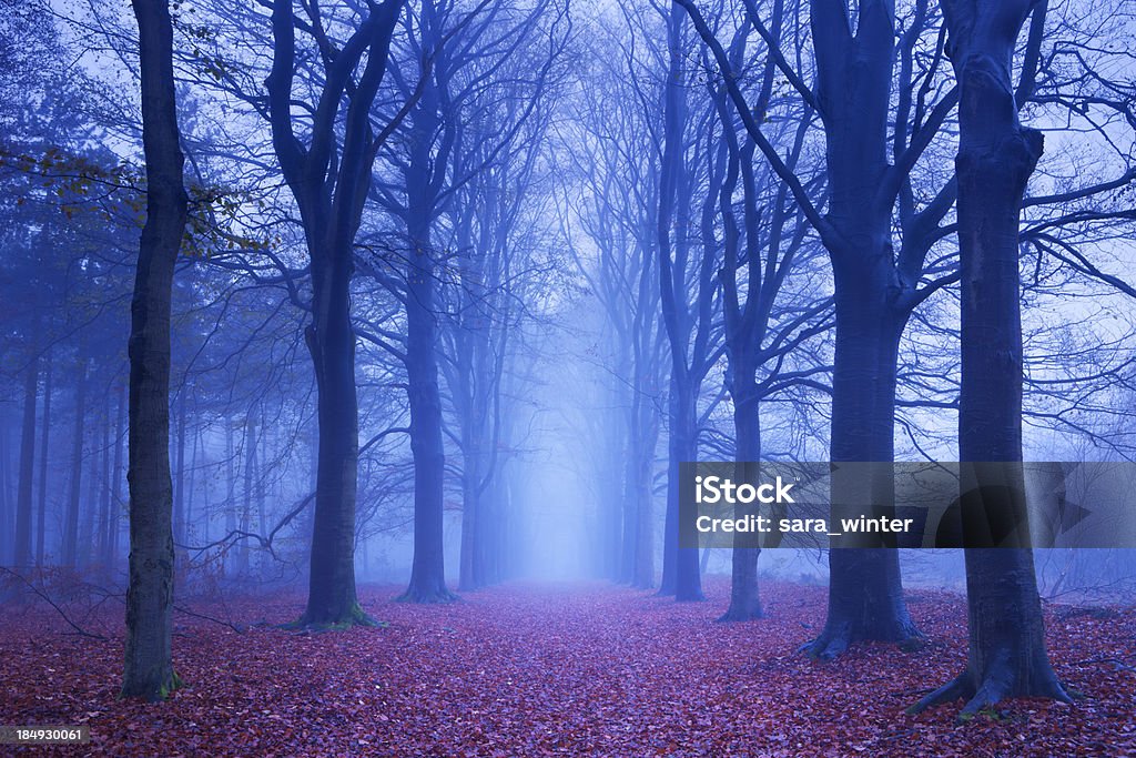 Chemin dans une sombre Forêt de brouillard et les Pays-Bas - Photo de Arbre libre de droits