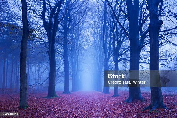 Photo libre de droit de Chemin Dans Une Sombre Forêt De Brouillard Et Les Paysbas banque d'images et plus d'images libres de droit de Arbre