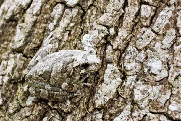 A gray tree frog on tree bark showing camouflage effect. TX.