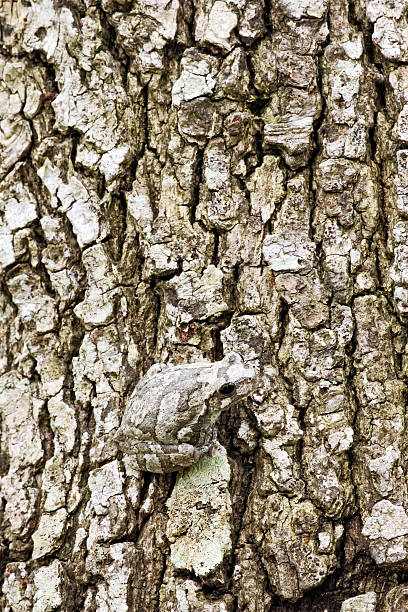 raganella grigia camouflaged sulla corteccia - raganella grigia orientale foto e immagini stock