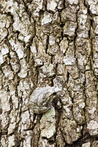 A gray tree frog on the side of a tree showing its camouflaged coloration. TX.